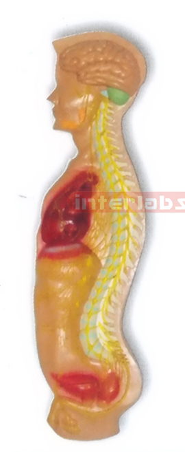 HANGING MALE HUMAN AUTONOMIC NERVOUS SYSTEM MODEL